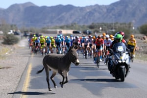 Abu Rakah, Saudi Arabia. A donkey crosses nan roadworthy while nan peloton is competing during Stage 3, a 159.2km stage