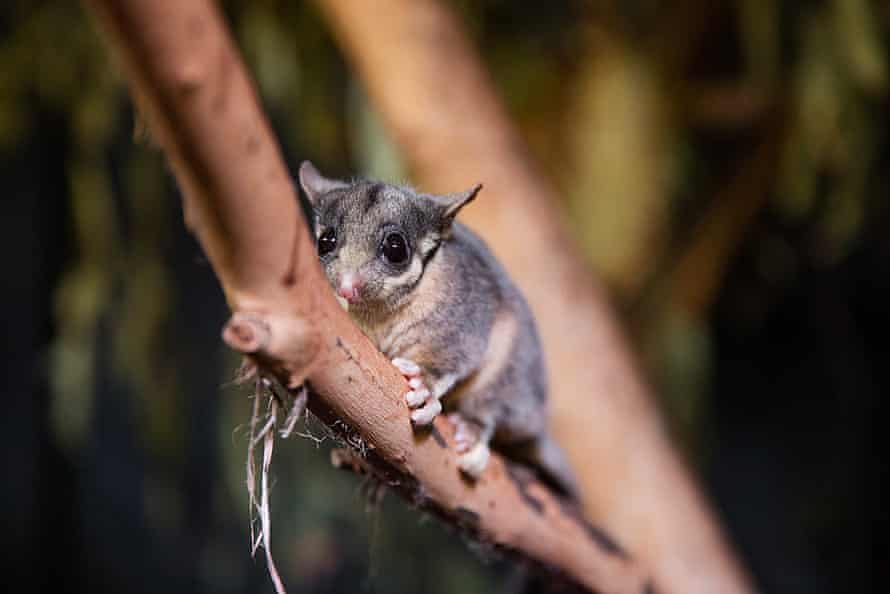 Leadbeater’s Possum in a nocturnal house at Melbourne Zoo in Victoria.