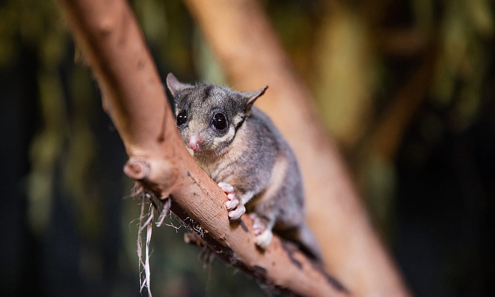 The critical habitat for the Leadbeater’s possum has been identified but it is not listed on the critical habitat register. 
