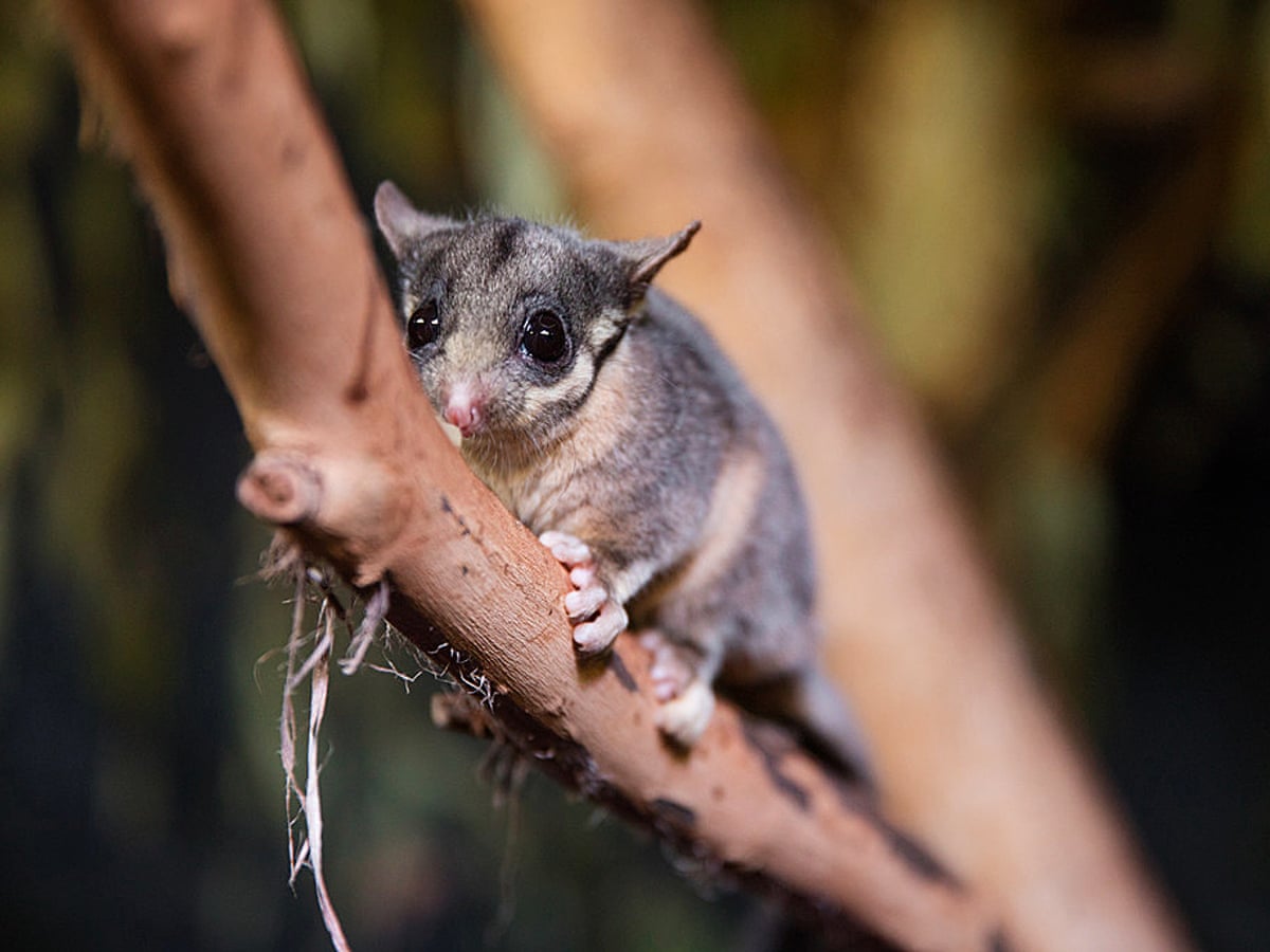 Australia S Political Parties Urged To Act As Un Panel Issues Grim Extinction Warning Endangered Species The Guardian Australia S Political Parties Urged To Act As Un Panel Issues Grim Extinction Warning Endangered Species The Guardian