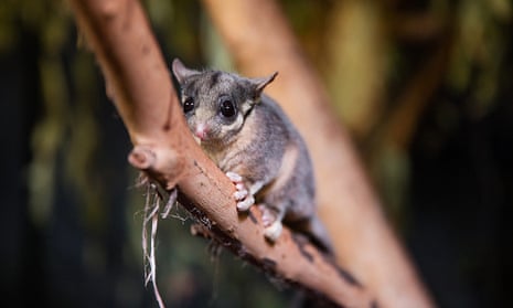 Leadbeater’s possum at Melbourne zoo. Australia’s political parties are facing calls to explain what role they will play in securing a global deal to save nature