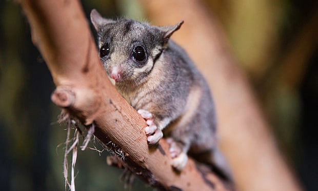 The leadbeater’s possum is critically endangered. 