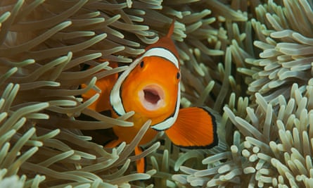 A singing ocellaris clownfish shelters among the venomous tentacles of sea anemone.