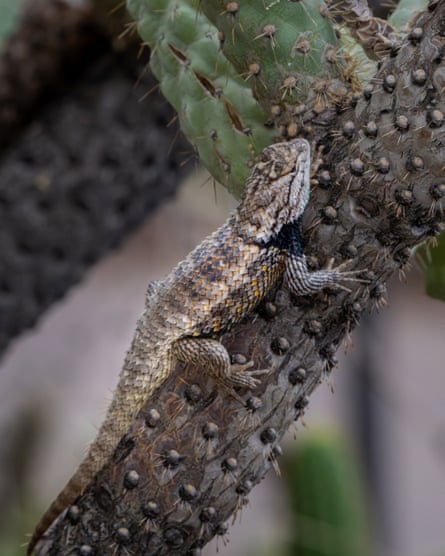 A closeup of a chameleon on a cactus