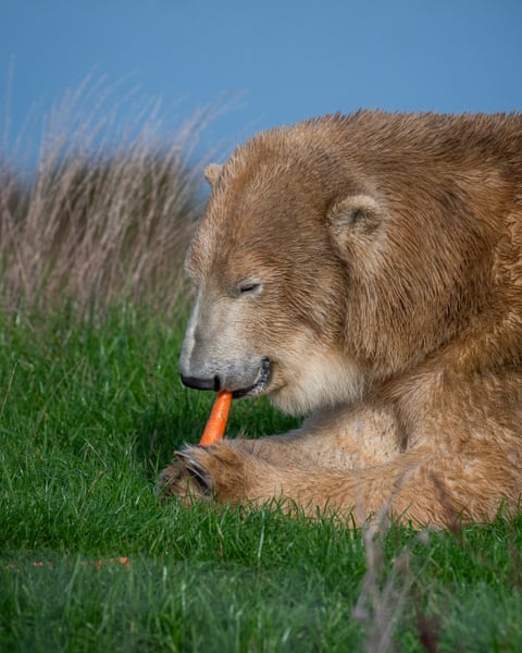 Polar bears are back in Britain. But should they really be living here? Ewa enjoying a carrot in the autumn sunshine.Photograph: Joshua Bright/The Guardian