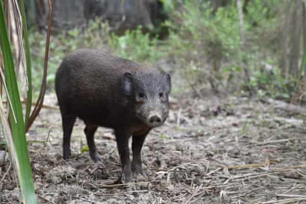 An adult male pygmy hog.