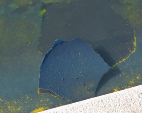 A piece of the blue coating floats among algae.