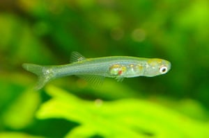Danionella cerebrum, peixe de cerca de 12 mm encontrado nos riachos de Mianmar, produz sons que ultrapassam 140 decibéis, segundo estudo publicado na revista PNAS, equivalente a uma sirene de ambulância ou britadeira