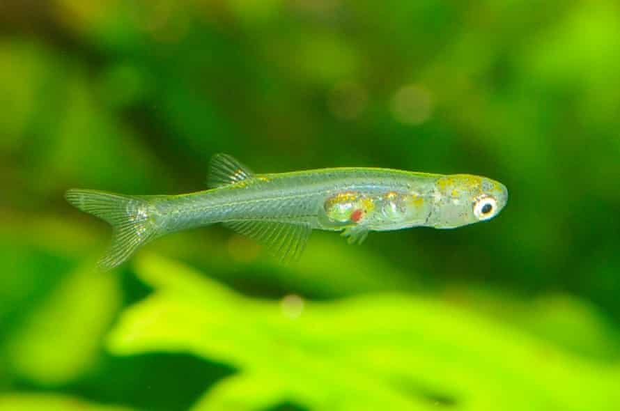 A male Danionella cerebrum. The species makes a drumming sound and has no roof to its skull.