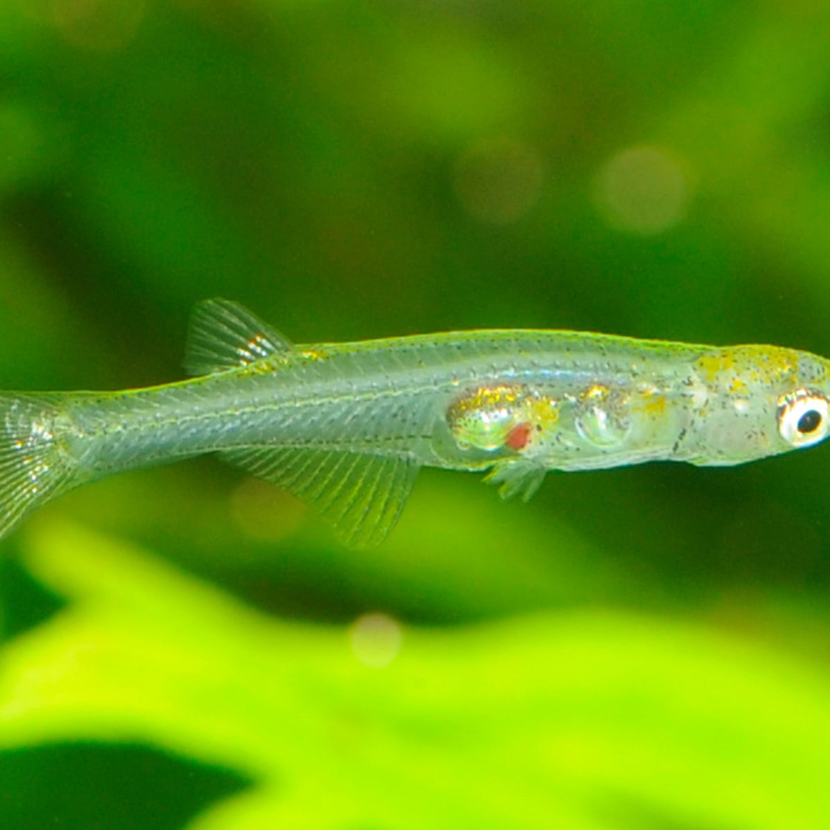 One of world's smallest fish found to make sound as loud as a gunshot, Animal behaviour