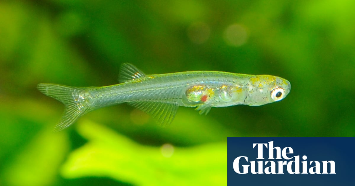 One of worldâs smallest fish found to make sound as loud as a gunshot | Animal behaviour