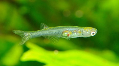 Prozac in waterways is converting how fish behave, analysis unearths