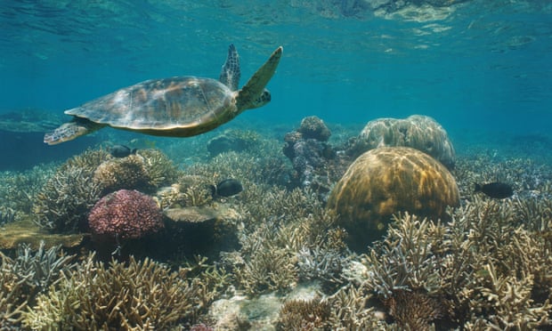Beautiful coral reef with a green sea turtle