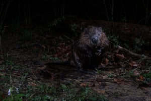A night time camera trap photograph of a beaver