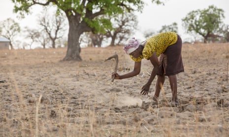 Farmer cultivating maize in dry field