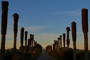 Dead palm trees line a road