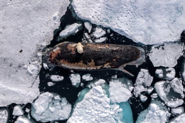 A female polar bear feeds on a sperm whale carcass surrounded by broken ice