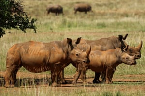 Alguns dos mais de 2.000 rinocerontes brancos vendidos aos Parques Africanos são vistos em cativeiro antes do processo de renaturalização planeado para os próximos 10 anos, a começar ainda este ano, numa quinta nos arredores de Klerksdorp, na província noroeste da África do Sul.  Uma ONG sul-africana adquiriu a maior operação de criação de rinocerontes em cativeiro do mundo.  Agora planeja reconstituir os animais em todo o continente
