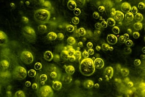 A tiny organism swimming among lots of neon green gas bubbles