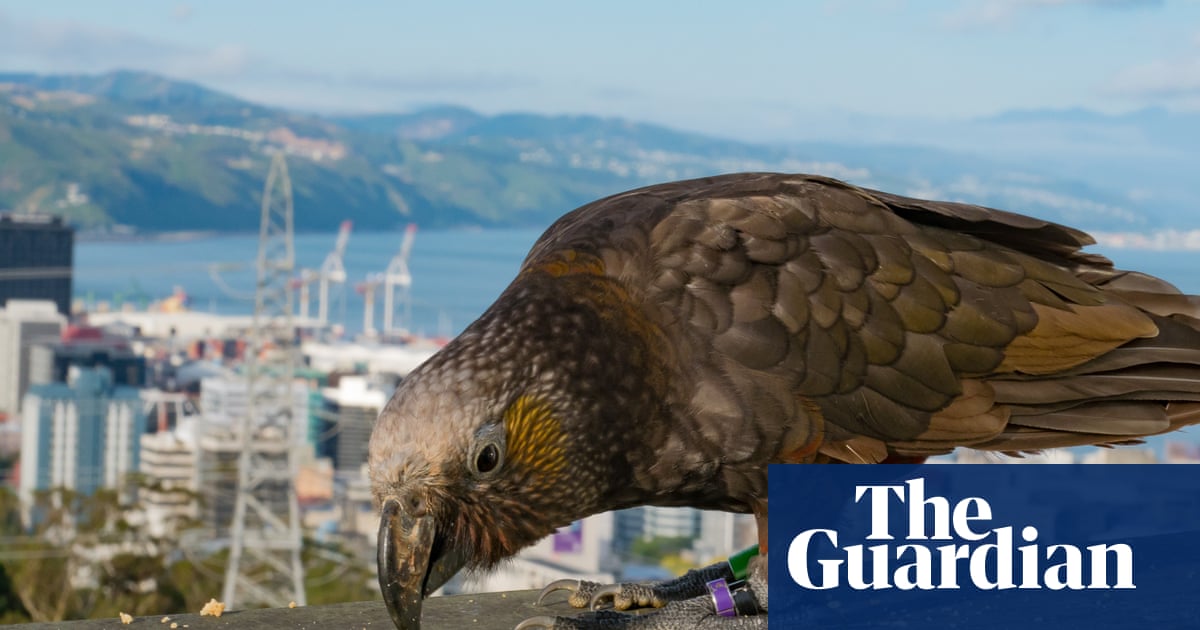 A third of Wellington’s kākā parrot chicks found to have lead in their blood