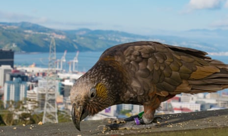 A native New Zealand parrot, the kākā, is spotted in Wellington city
