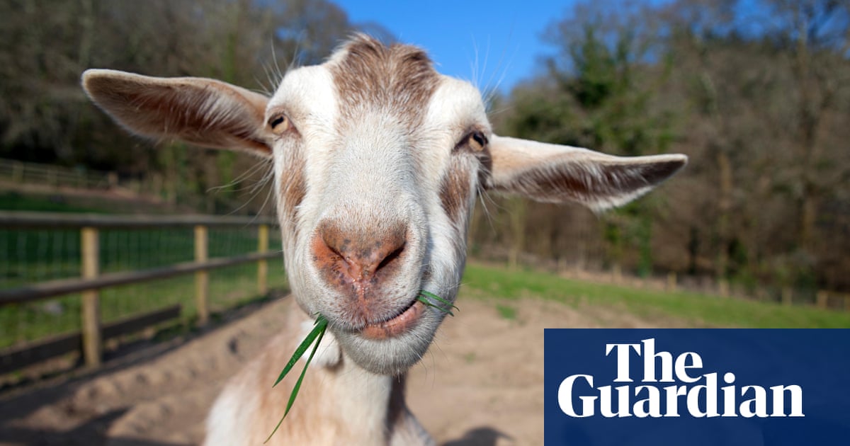 No kidding, man's new best friend is a goat | Animal behaviour | The Guardian No kidding, man's new best friend is a goat | Animal behaviour | The Guardian