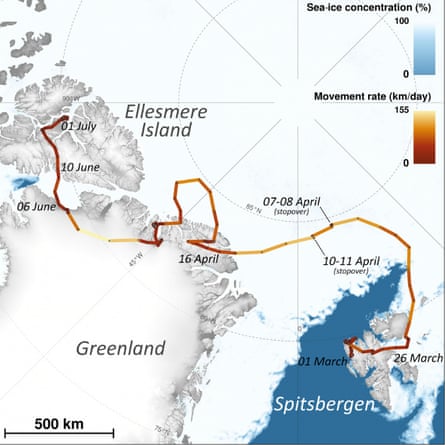 The route of an arctic fox over 3,506km (2,178 miles), from Svalbard in Norway to Ellesmere Island in Canada.