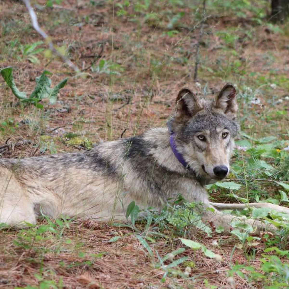 Rare Wolf Breeds