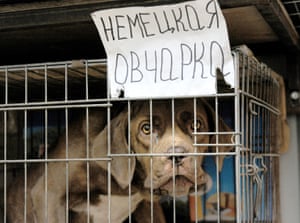 A puppy in a cage in Moscow