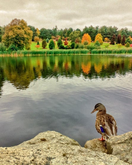 A duck at Bedgebury.