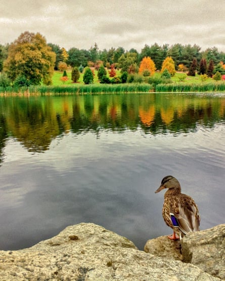 Un canard à Bedgebury.