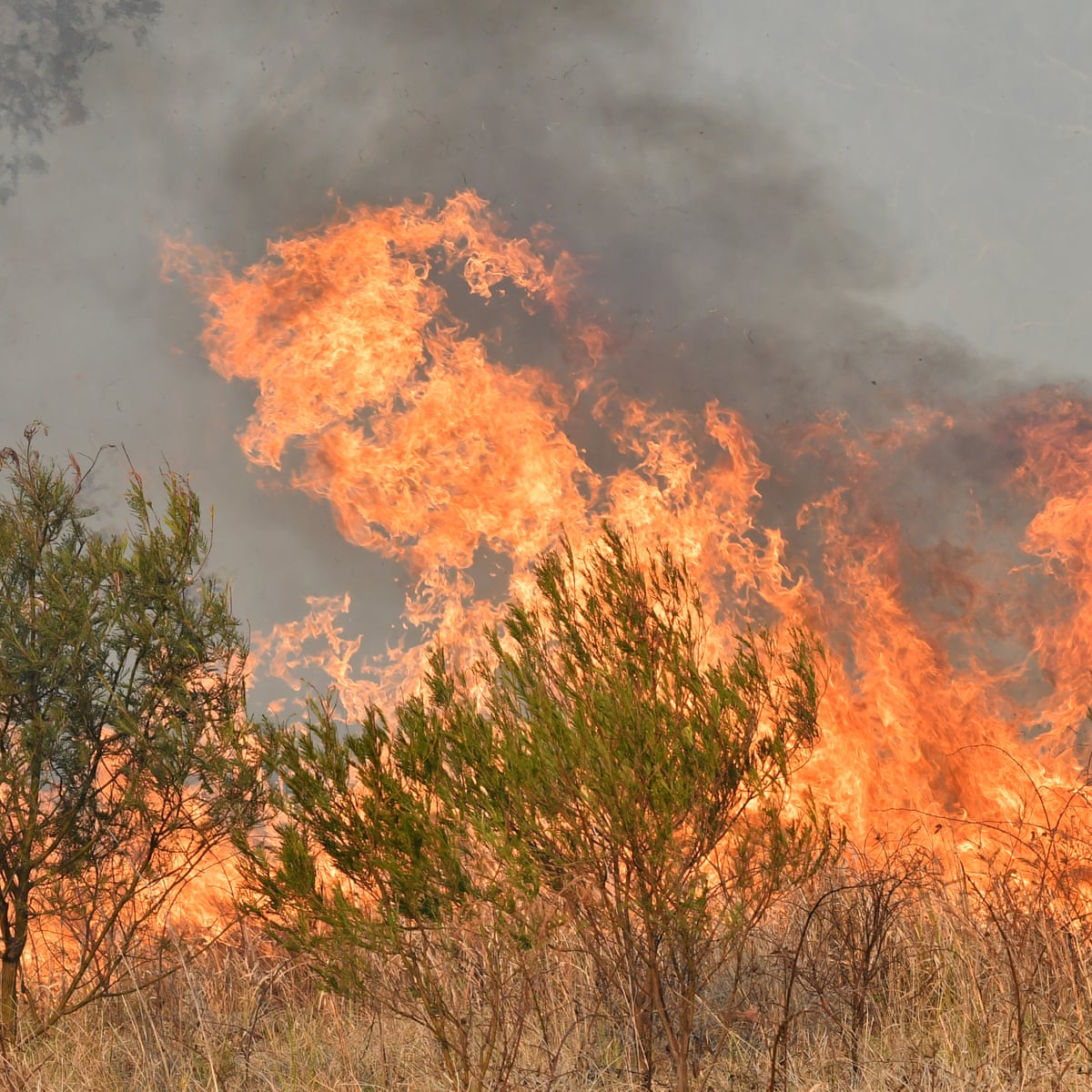 Like A Hell Sunshine Coast Locals See Suburban Street Become A Firestorm Australia News The Guardian