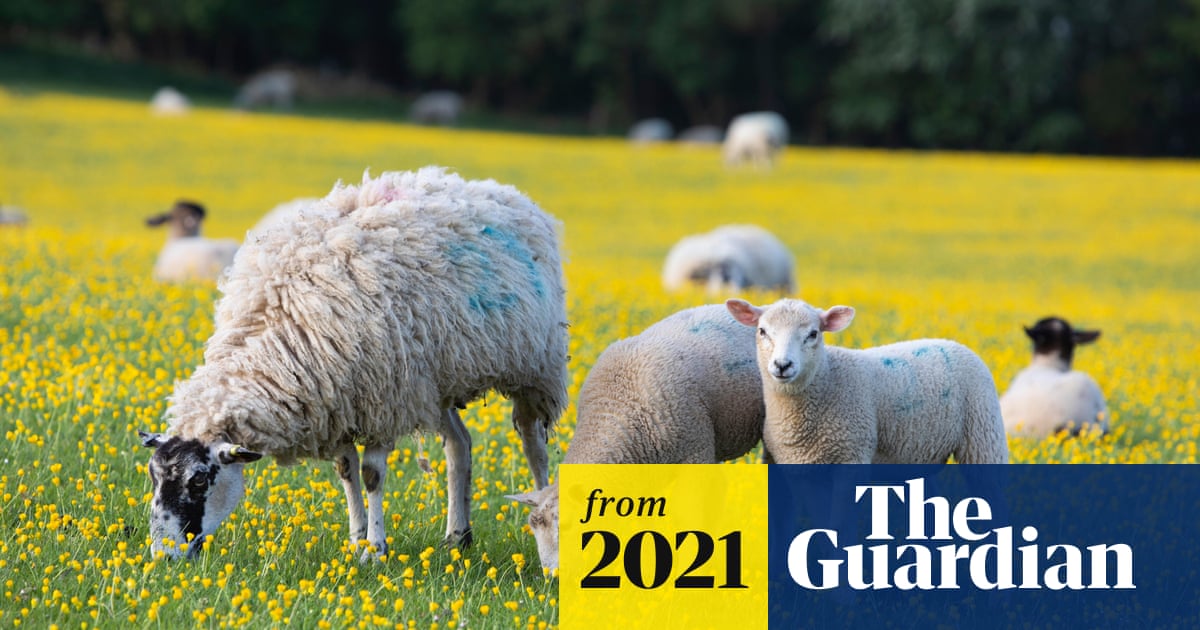 www.theguardian.com