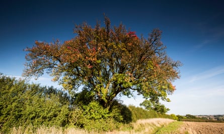 ancient pear tree by side of field against deep blue sky