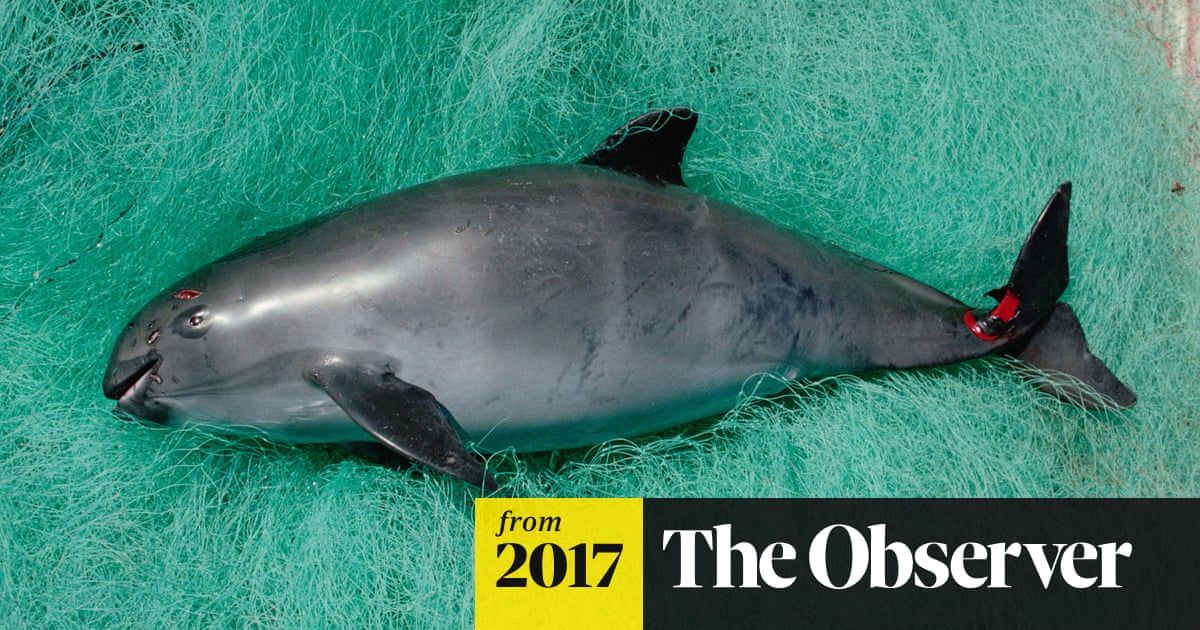 Калифорнийская морская свинья изображенная на фото Калифорнийская морская свинья изображенная на фото