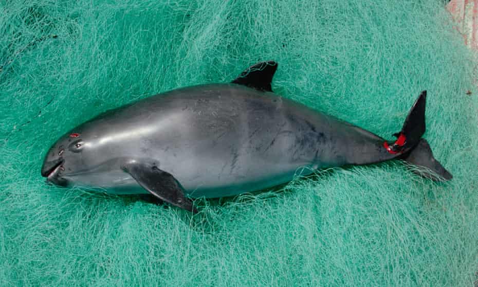 A vaquita caught in gill net in the Gulf of California, Mexico.