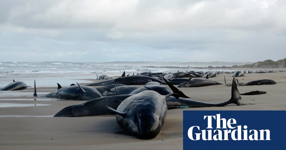 More than 150 whales stranded near Arthur River in Tasmania – video | Whales More than 150 whales stranded near Arthur River in Tasmania – video | Whales