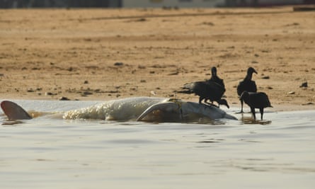 Dead dolphin washed up on shore