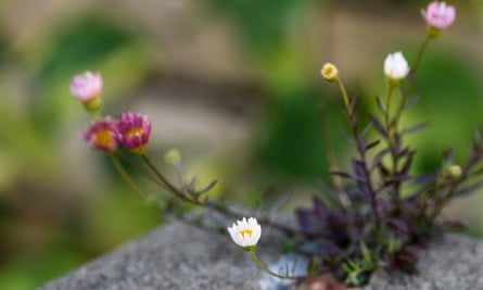 Erigeron karvinskianus grows from a crack
