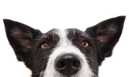 Attentive border collie dog with ears up