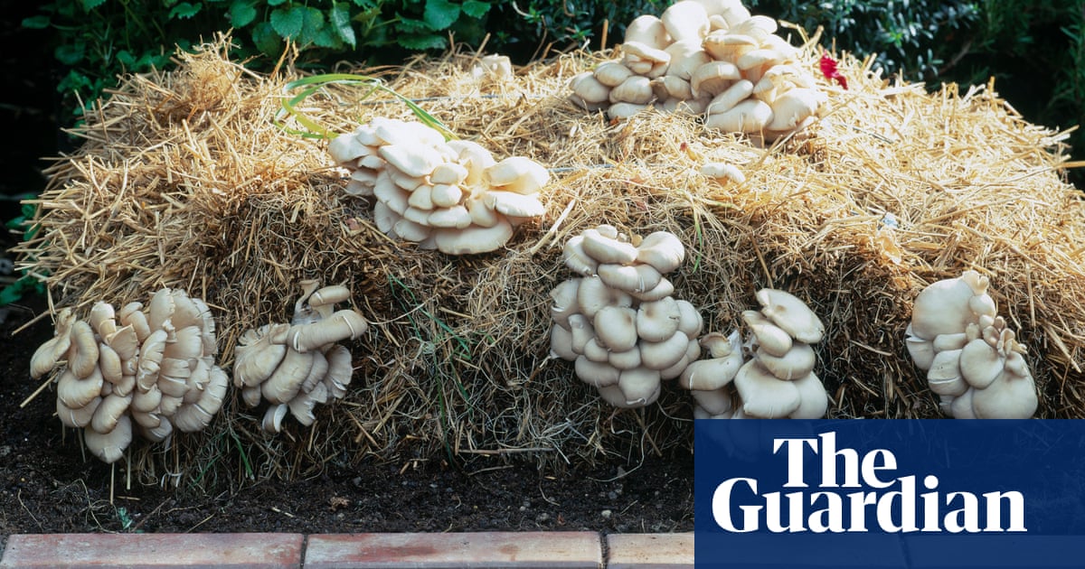 How To Grow Oyster Mushrooms At Home, Are Mushrooms Good For Your Garden