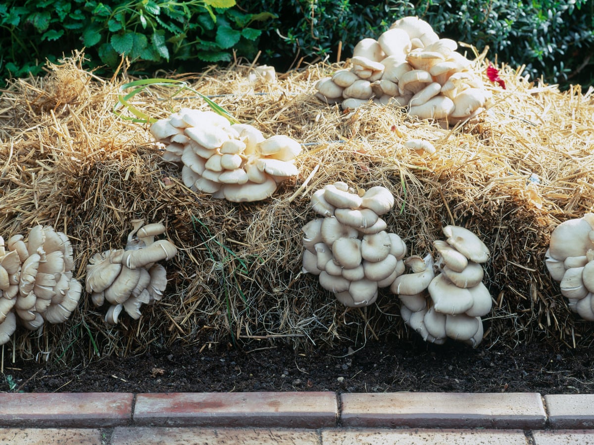 How To Grow Oyster Mushrooms At Home Gardening Advice The Guardian How To Grow Oyster Mushrooms At Home Gardening Advice The Guardian