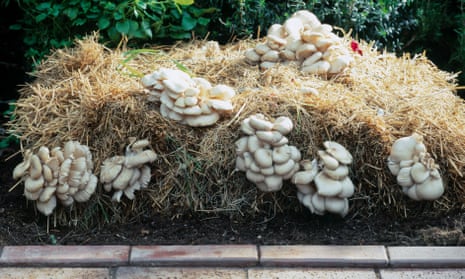 Oyster mushrooms, which grow in a wide range of conditions, on straw.