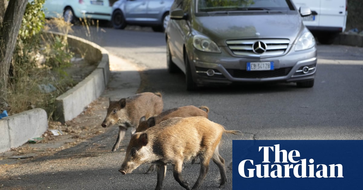 Rome residents impose curfew after spate of wild boar attacks