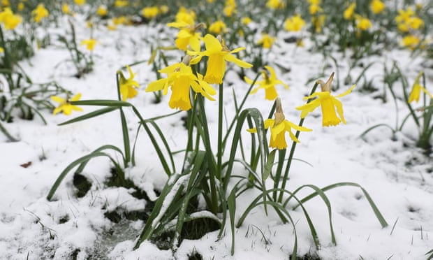 Daffodils in Greenwich Park, London