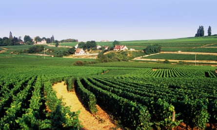 View of the vineyards in the wine-making region of Burgundy, France