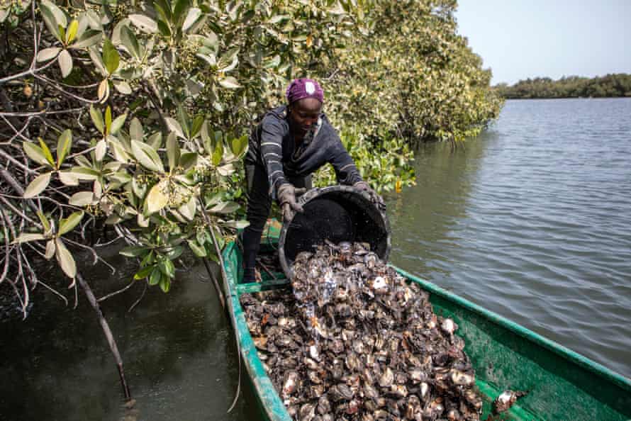 A mulher derruba um balde de ostras em sua canoa