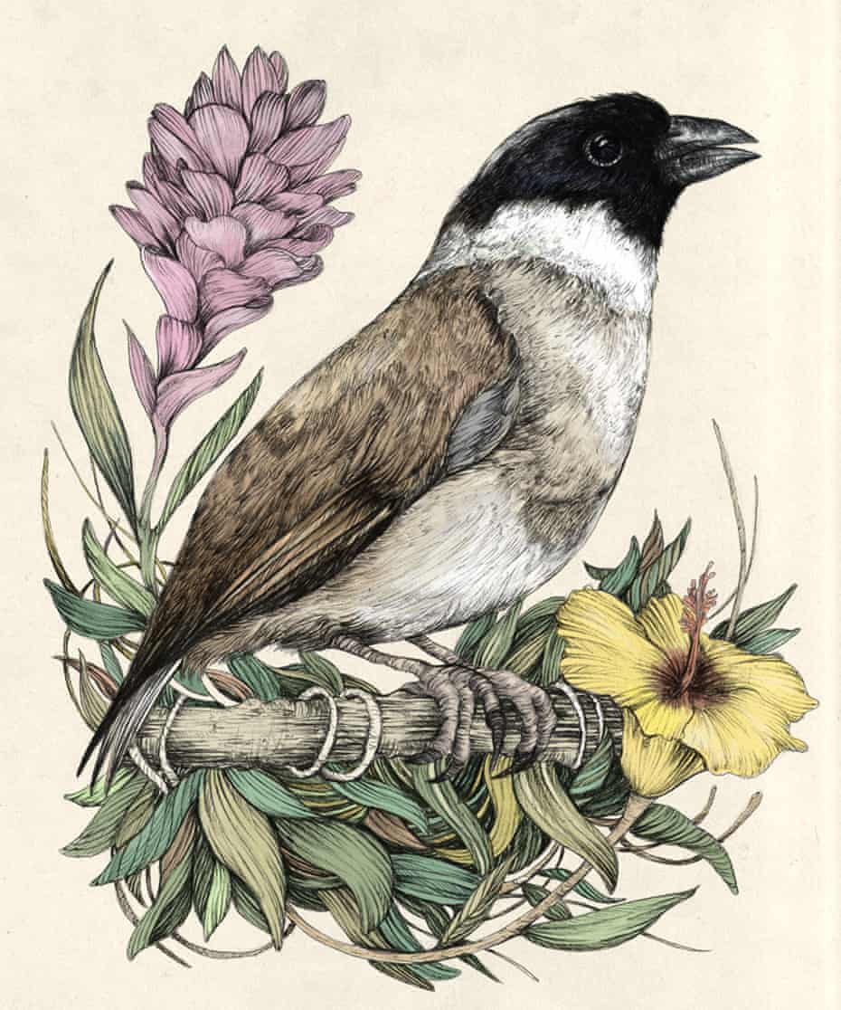 The Hawaiian po’ouli: ‘I’m crying for it again now.’