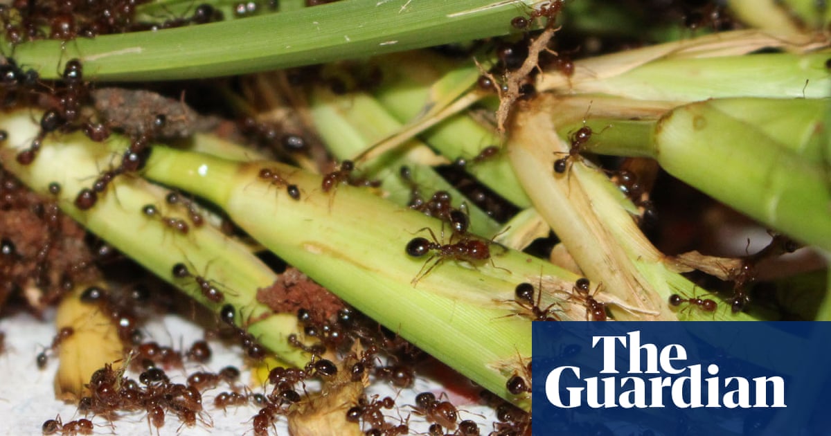 Fire ant sting hospitalisations surge post-Cyclone Alfred as reports of first pet death also emerge | Invasive species Fire ant sting hospitalisations surge post-Cyclone Alfred as reports of first pet death also emerge | Invasive species