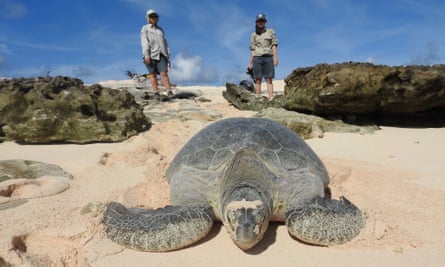 A green turtle returns to the sea after nesting on Raine Island, watched by wildlife experts.